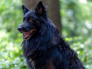 race chien Berger Belge Groenendael