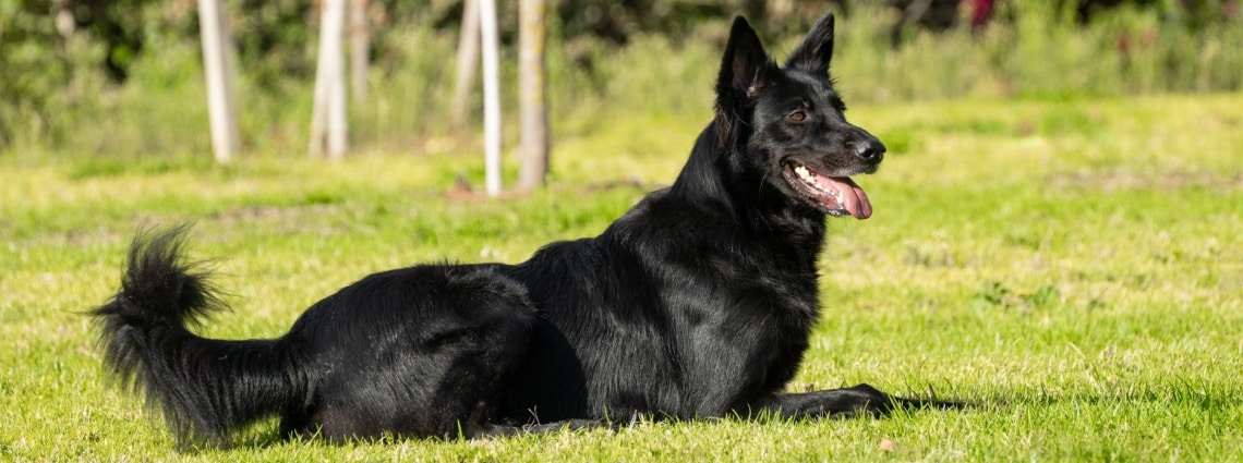 Berger Belge Groenendael