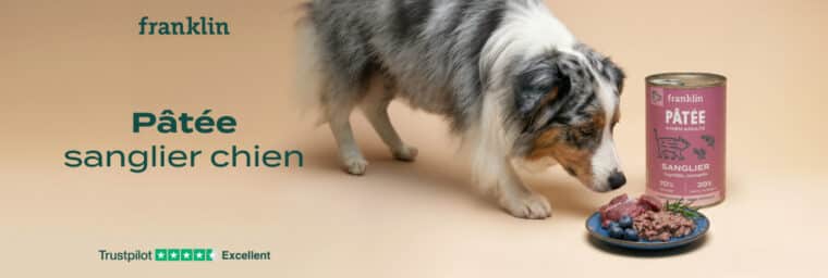 Franklin - patée sanglier chien