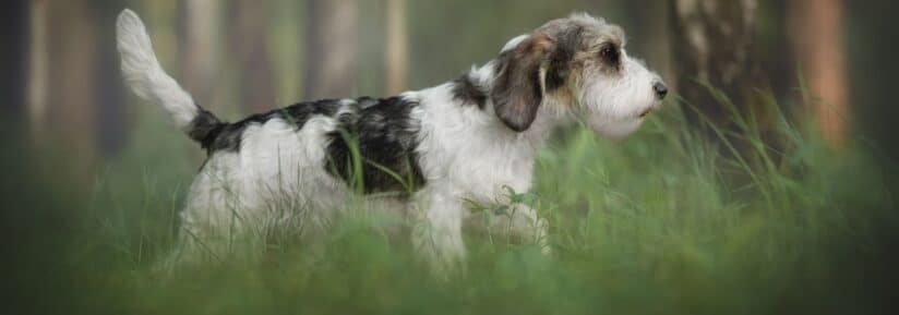Petit basset griffon vendéen