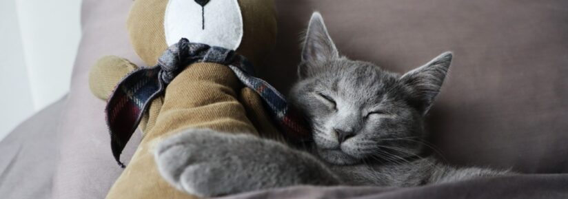chat peluche