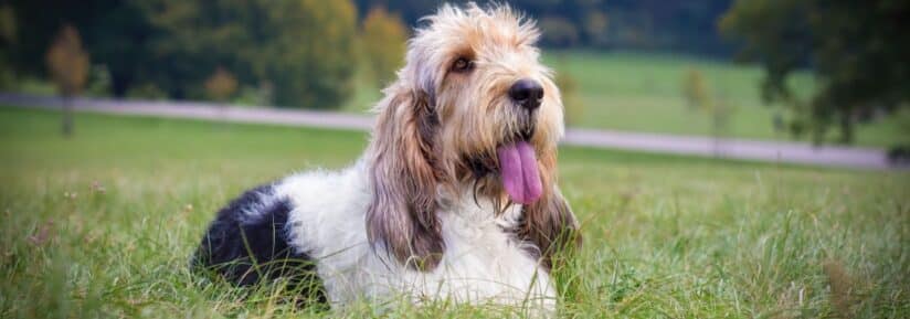 grand Basset Griffon vendéen