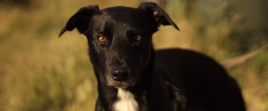 Borador