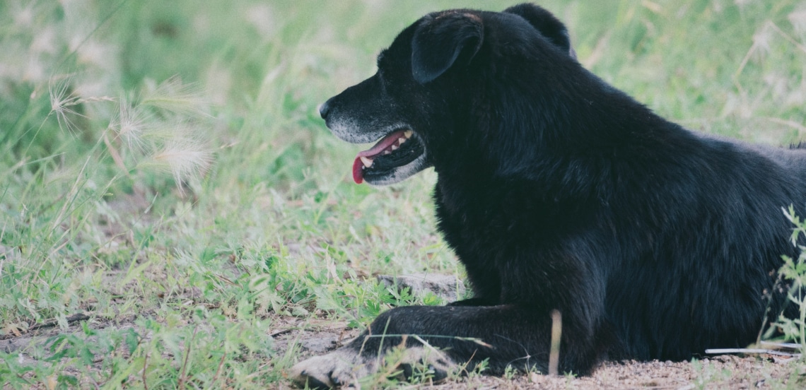 Borador