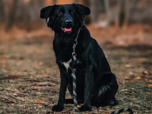 Borador