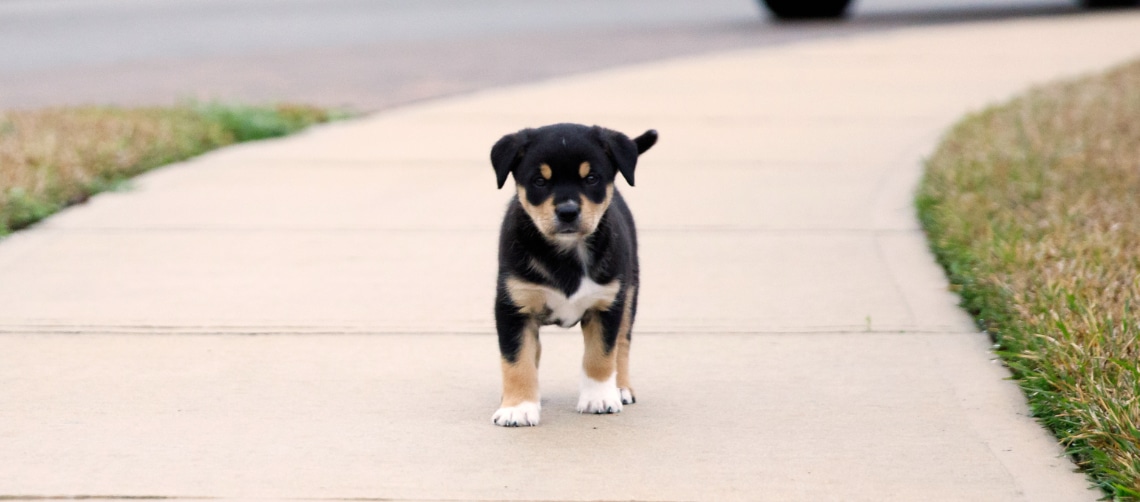 Borador chiot