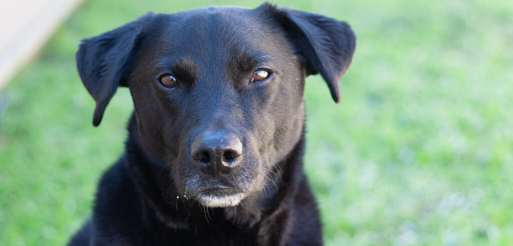 Borador