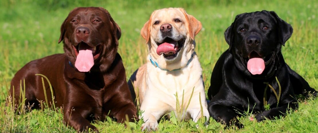 Labradors males