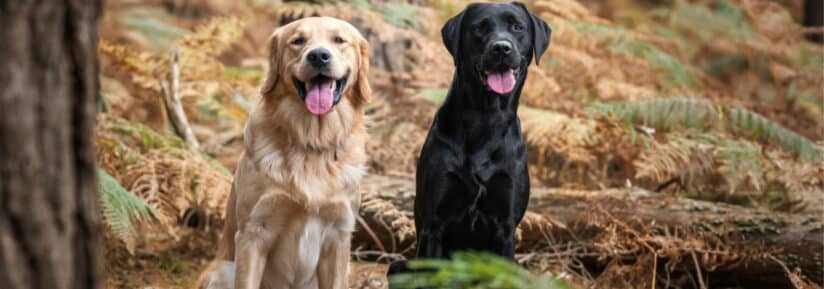 Labrador et golden retriever