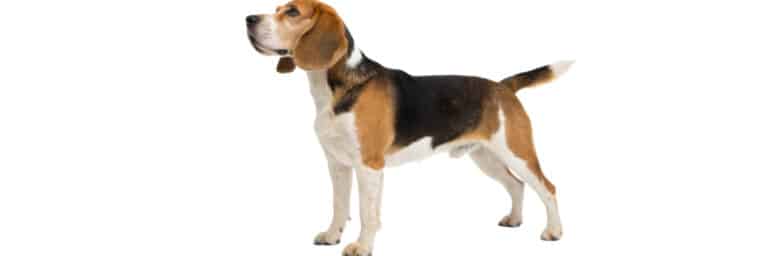Beagador