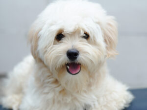 Pomapoo