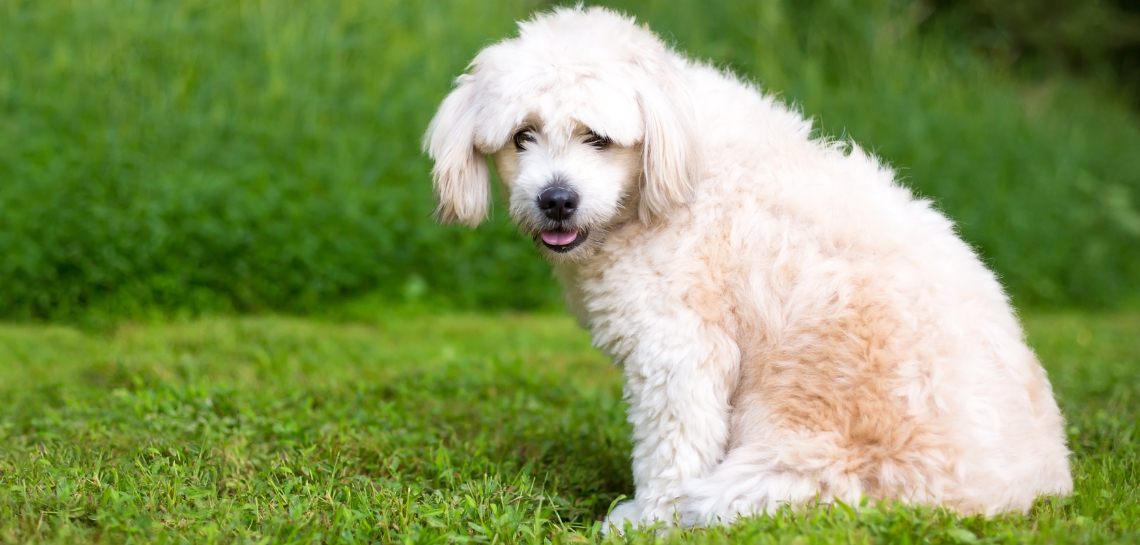 Pomapoo