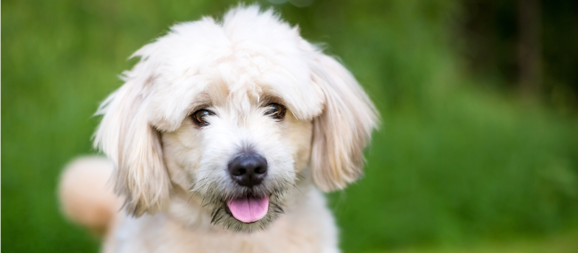 Pomapoo