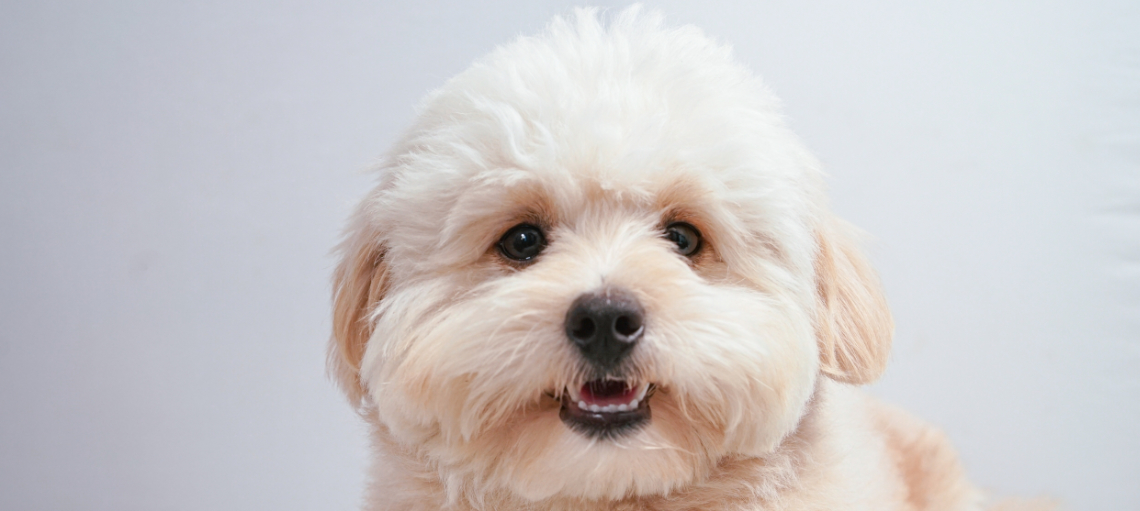 Pomapoo