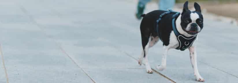 alimentation Boston Terrier