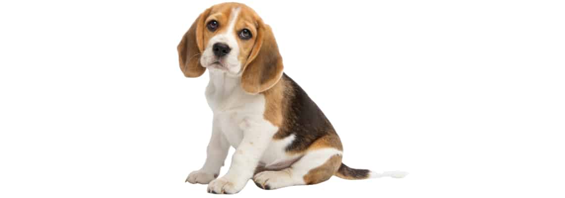 beagador