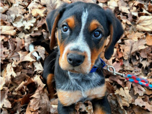 beagador