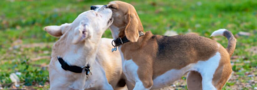 beagle vs labardor