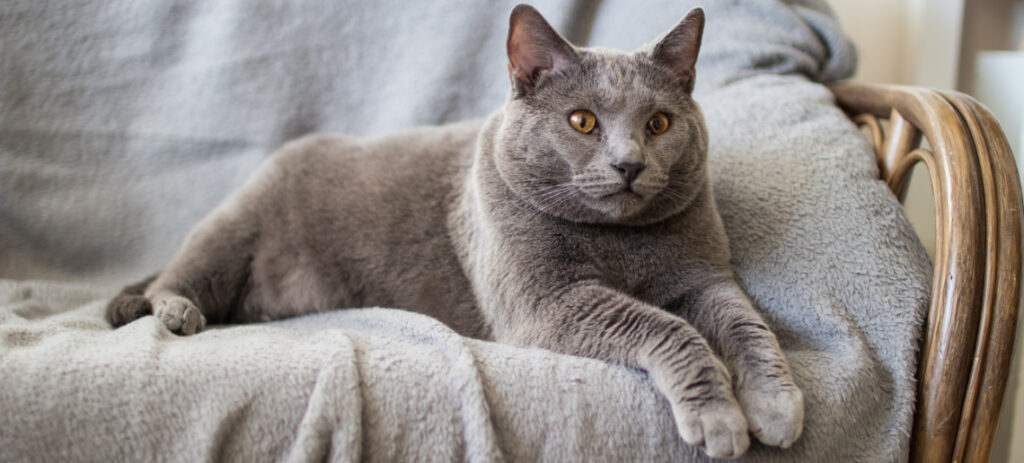 chartreux en appartement