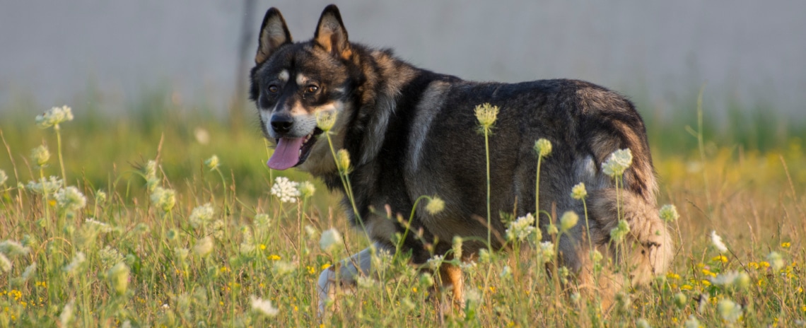 gerberian shepsky