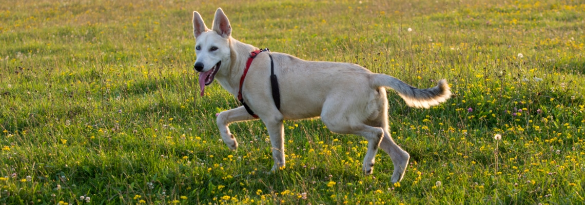 gerberian shepsky