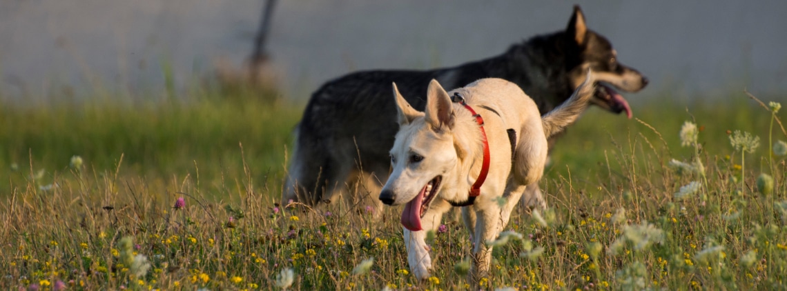 gerberian shepsky