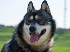 gerberian shepsky