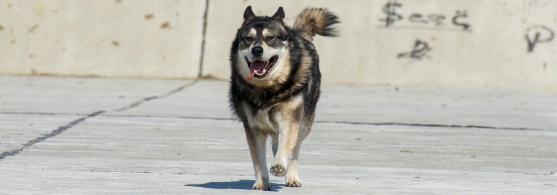 gerberian shepsky