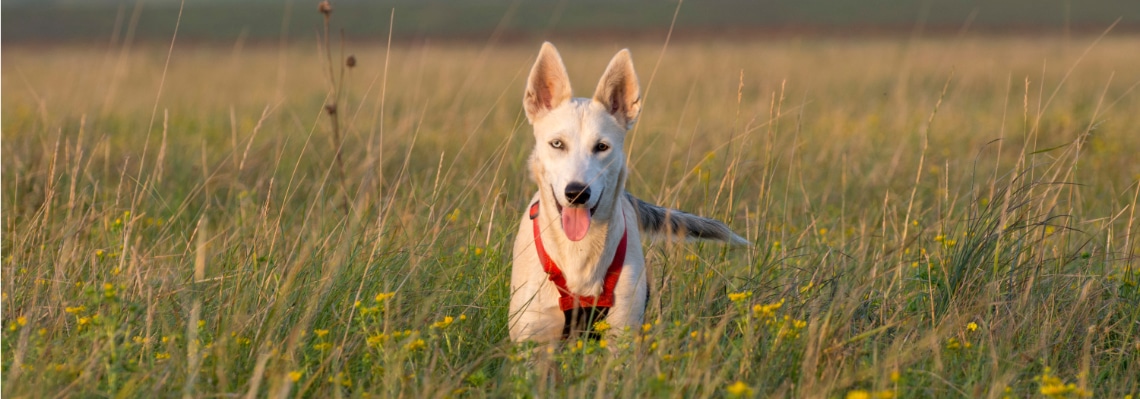 gerberian shepsky