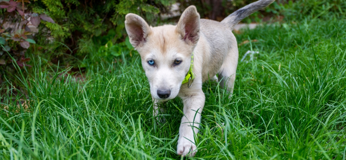 gerberian shepsky_chiot