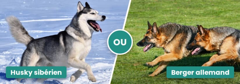 husky siberien ou berger allemand