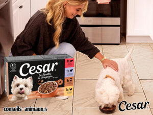 Cesar