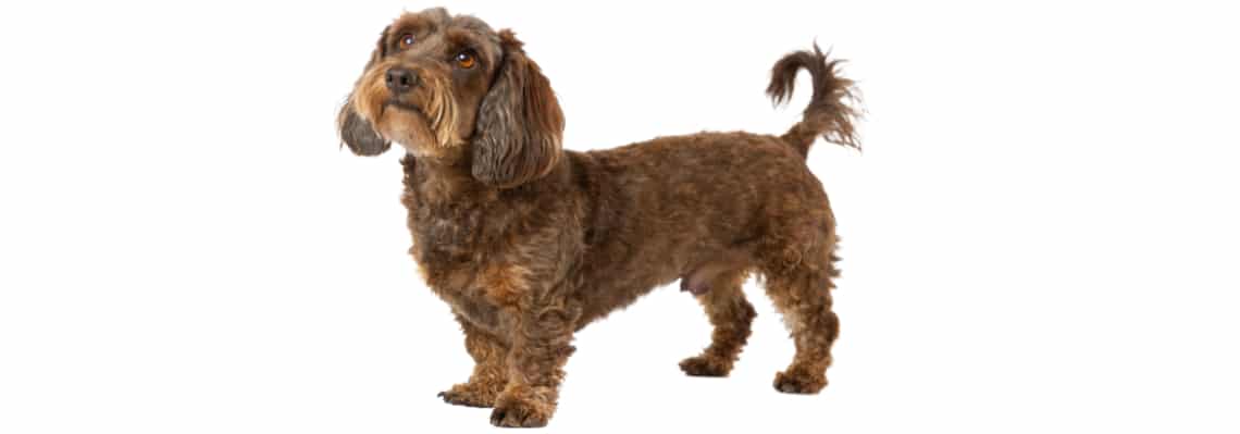 Doxiepoo