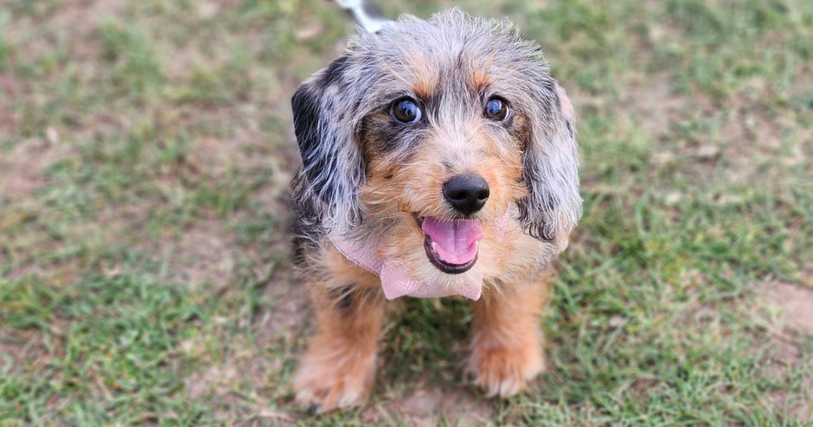 Doxiepoo