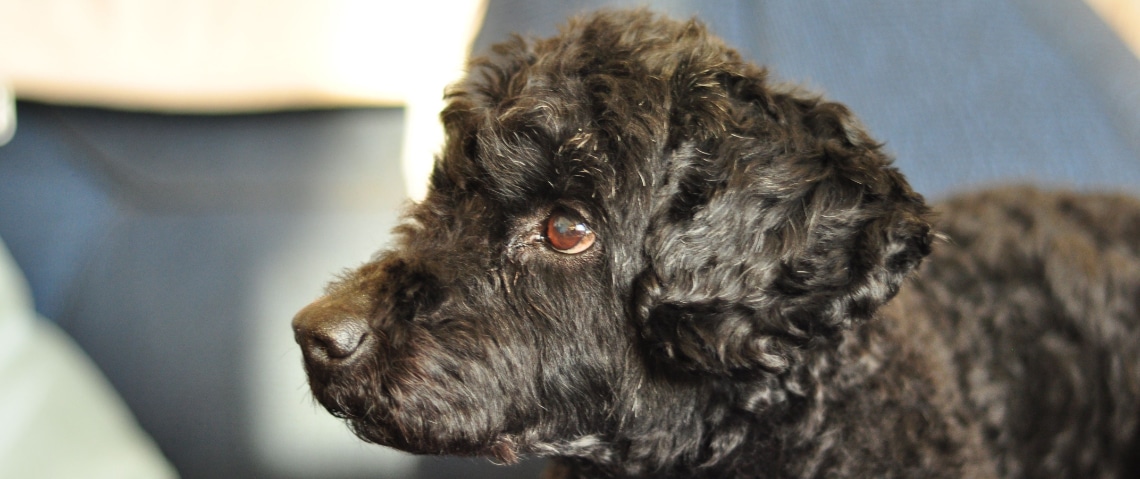 Doxiepoo