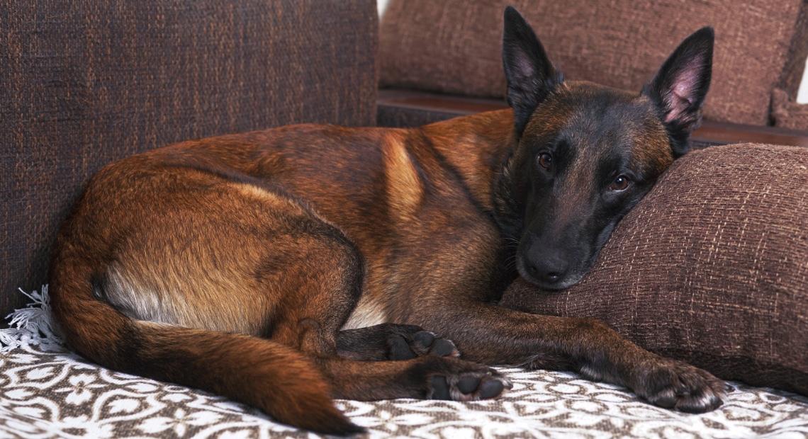 Malinois fauve charbonné couché sur un canapé, la tête posée sur un coussin