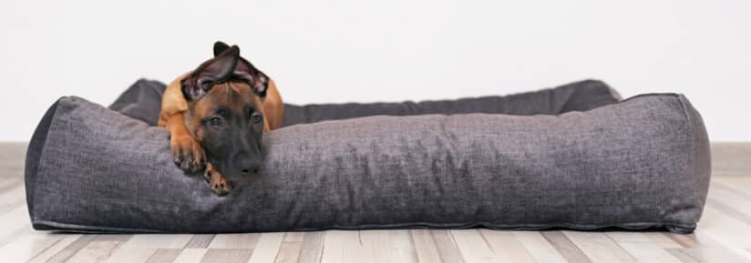 Malinois en appartement