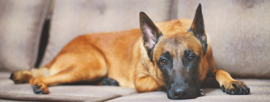 Malinois couché sur un canapé beige, la tête posée sur l’assise