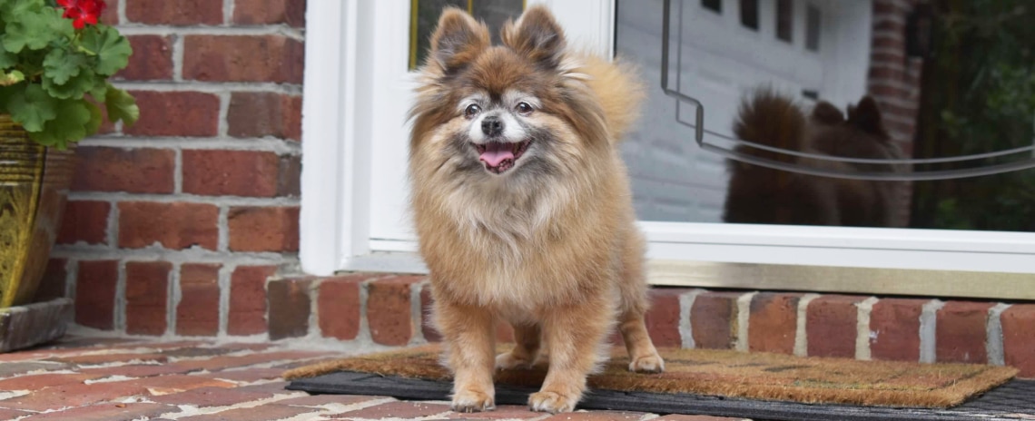 Pomchi au poil fourni qui attend sur le paillasson devant la porte