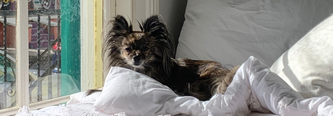 Pomchi au poil long sombre couché sur des oreillers blancs près d’une fenêtre