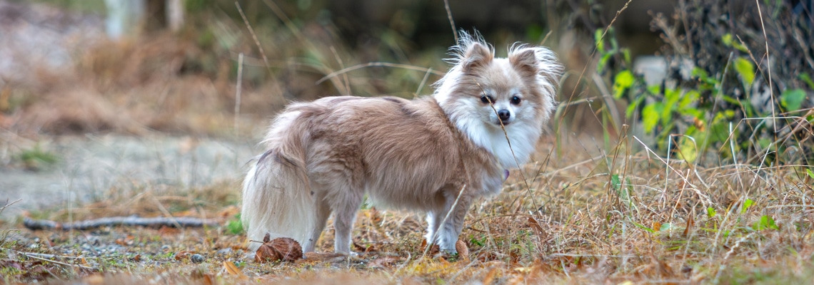 Pomchi beige et blanc à poil long debout dans les herbes sèches