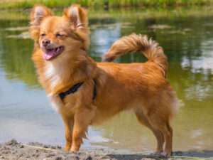 pomchi