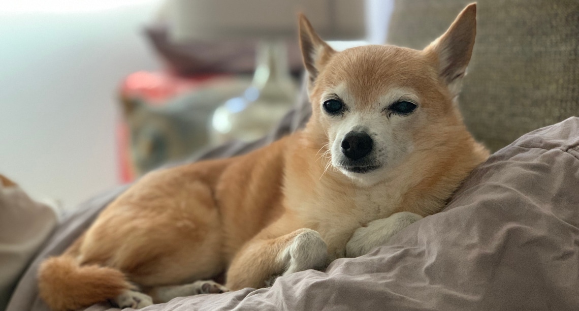 Pomchi à poil court couché sur un canapé, sous une couverture grise