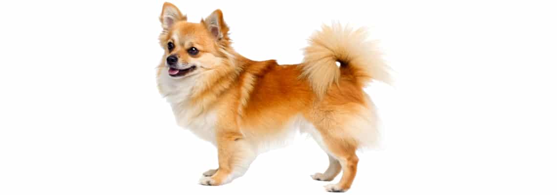 Pomchi orange et crème vu de profil, la queue enroulée sur le dos