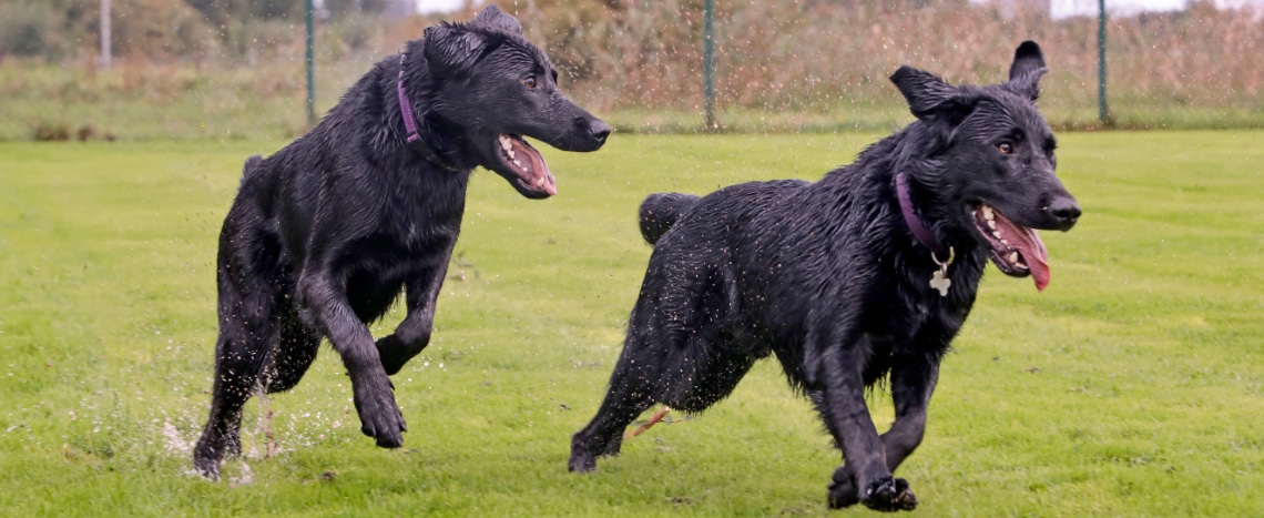 Deux shepradors noirs courant dans l’herbe