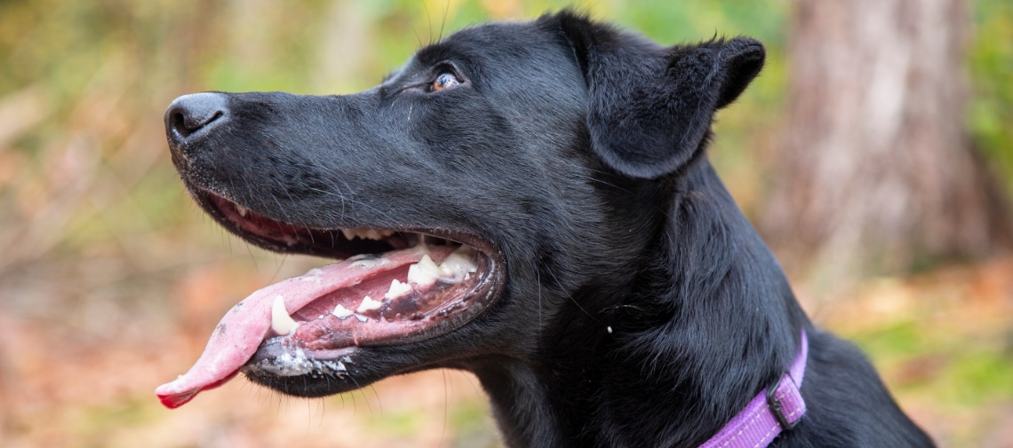 Tête de sheprador noir de profil
