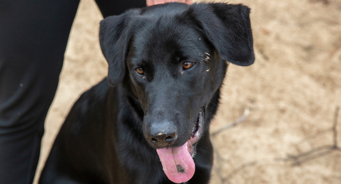 Sheprador noir assis près de son maître