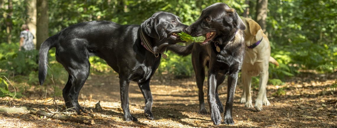 Deux shepradors noirs jouant avec un jouet en forêt