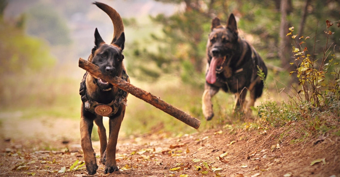 berger allemand croisé malinois