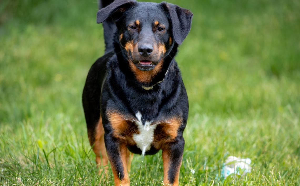 Jeune berger allemand croisé rottweiler noir et feu, debout dans l’herbe, une tache blanche sur le poitrail